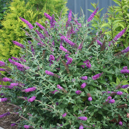 Butterfly Bush - ‘Miss Violet’