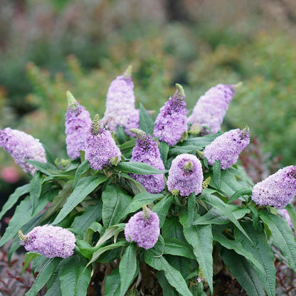Butterfly Bush - PUGSTER Amethyst