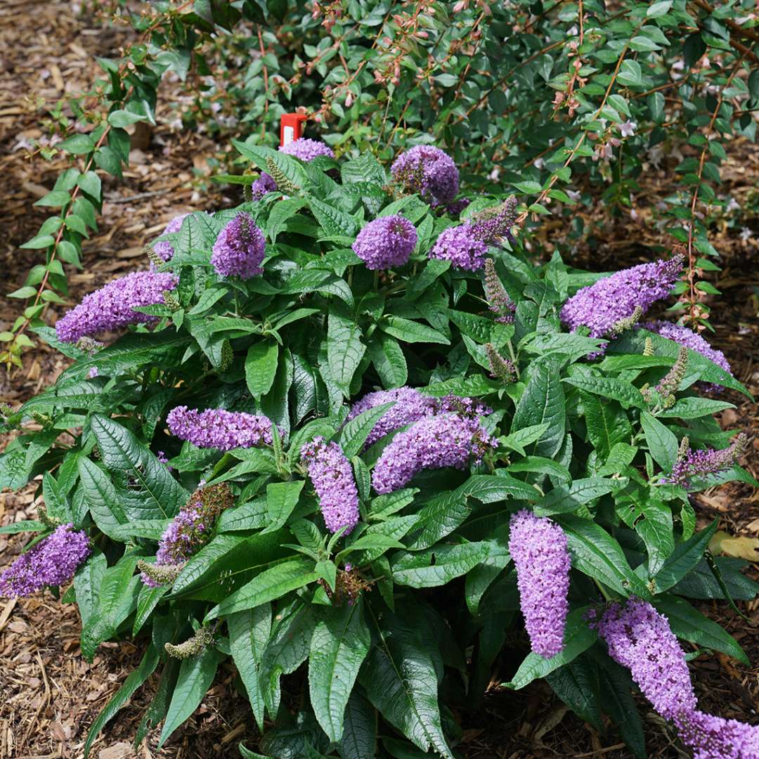 Butterfly Bush - PUGSTER Amethyst