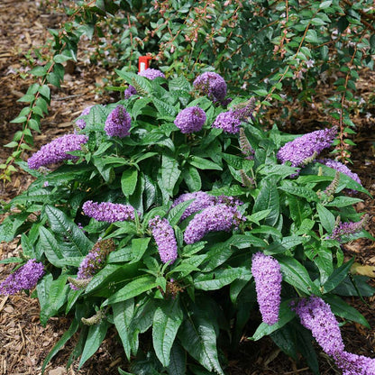 Butterfly Bush - PUGSTER Amethyst