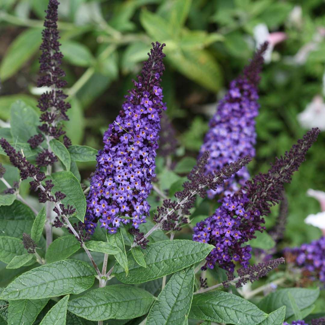 Butterfly Bush - PUGSTER BLUE