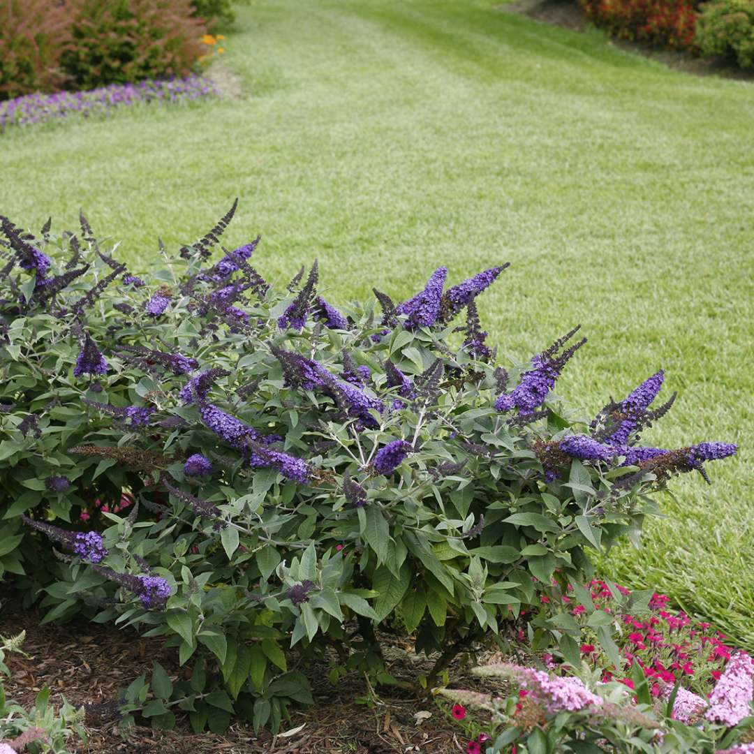Butterfly Bush - PUGSTER BLUE