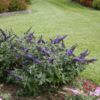 Butterfly Bush - PUGSTER BLUE