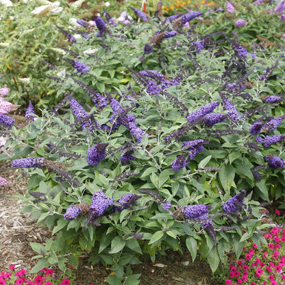 Butterfly Bush - PUGSTER BLUE