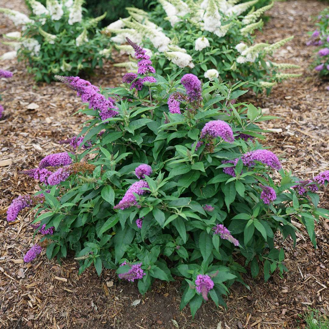 Butterfly Bush - PUGSTER PERIWINKLE