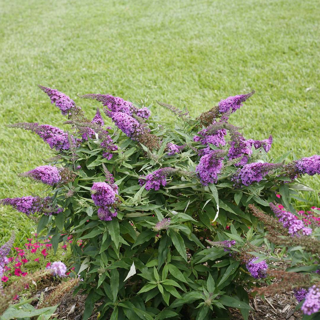 Butterfly Bush - PUGSTER PERIWINKLE