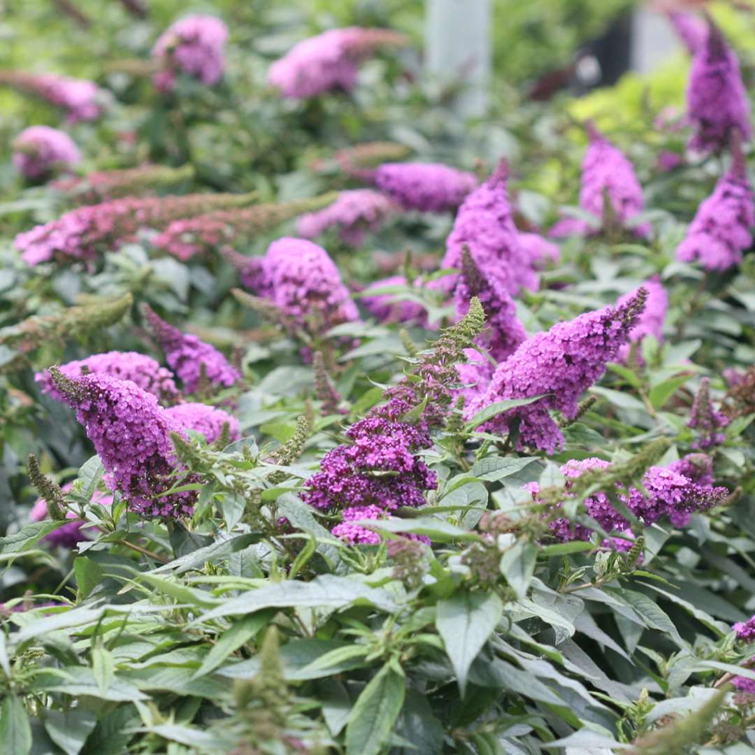 Butterfly Bush - PUGSTER PERIWINKLE