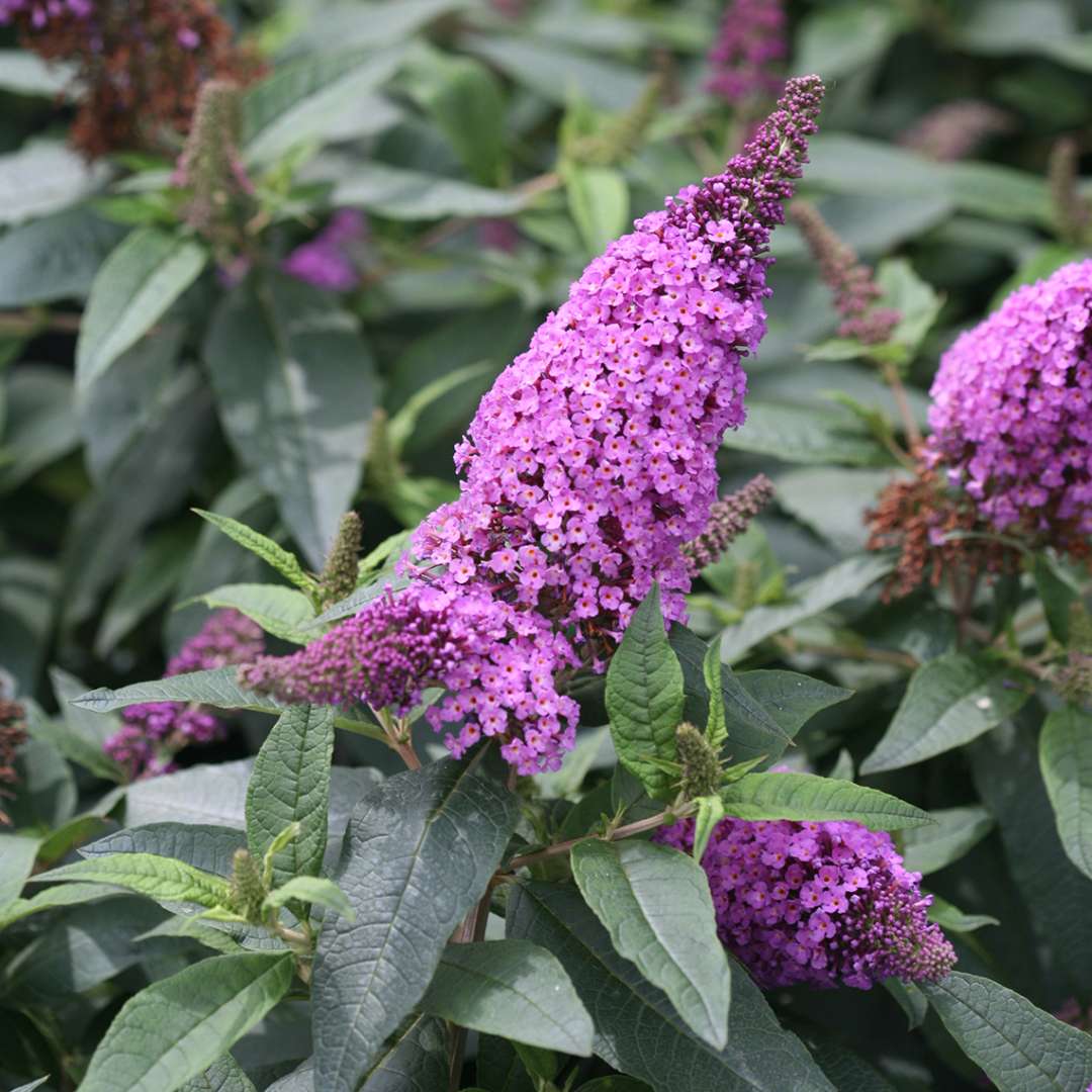 Butterfly Bush - PUGSTER PERIWINKLE
