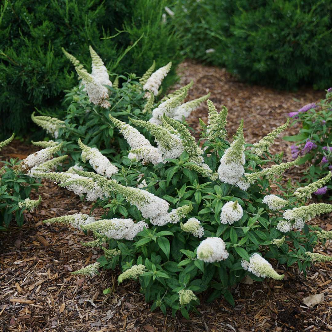 Butterfly Bush - PUGSTER WHITE
