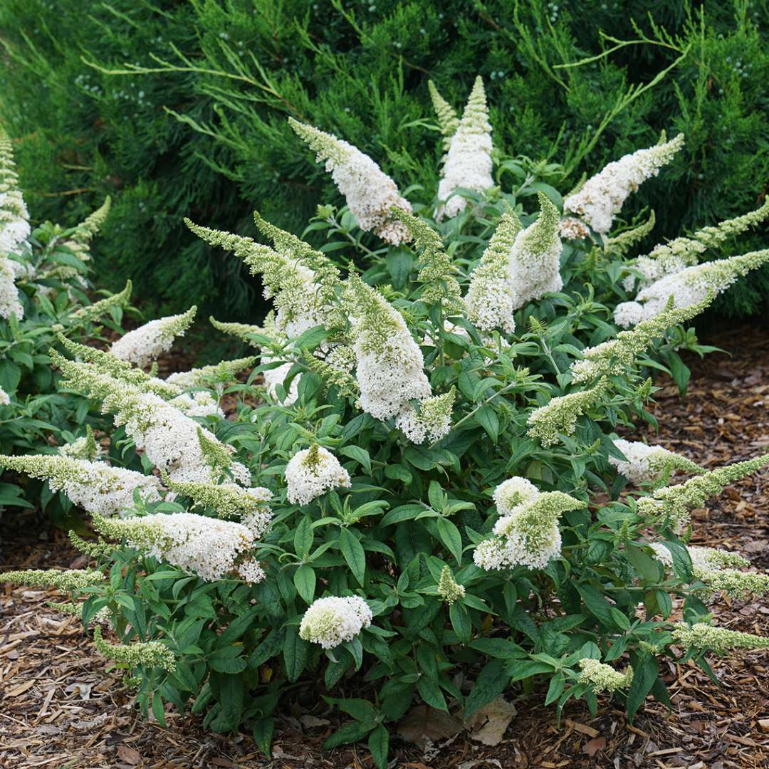 Butterfly Bush - PUGSTER WHITE