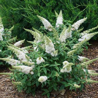 Butterfly Bush - PUGSTER WHITE