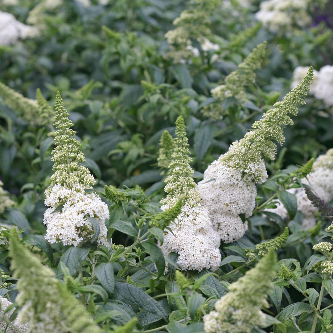 Butterfly Bush - PUGSTER WHITE
