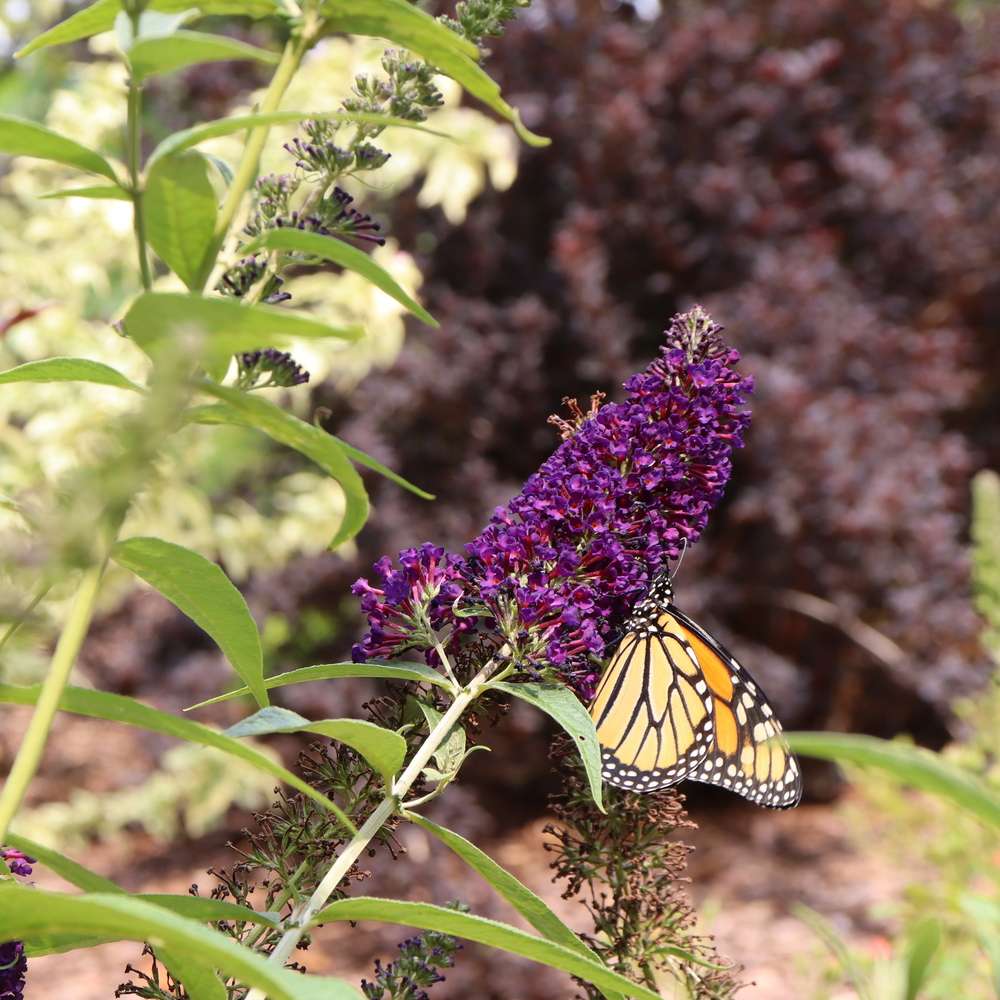 Butterfly Bush - DARKEST NIGHT