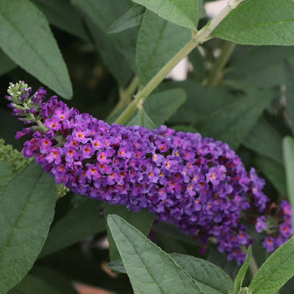 Butterfly Bush - DARKEST NIGHT