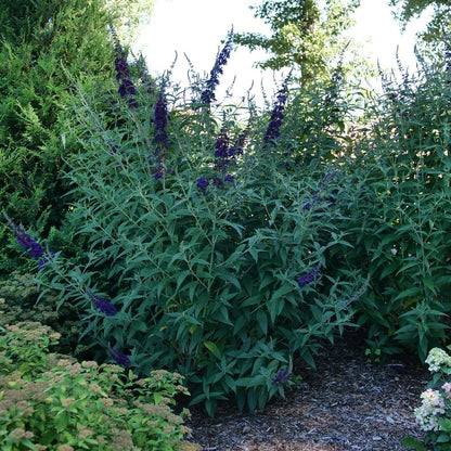 Butterfly Bush - DARKEST NIGHT