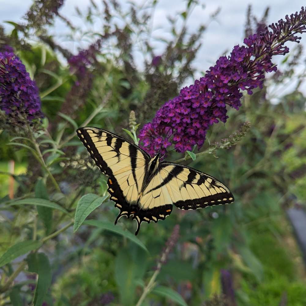 Butterfly Bush - DARKEST NIGHT