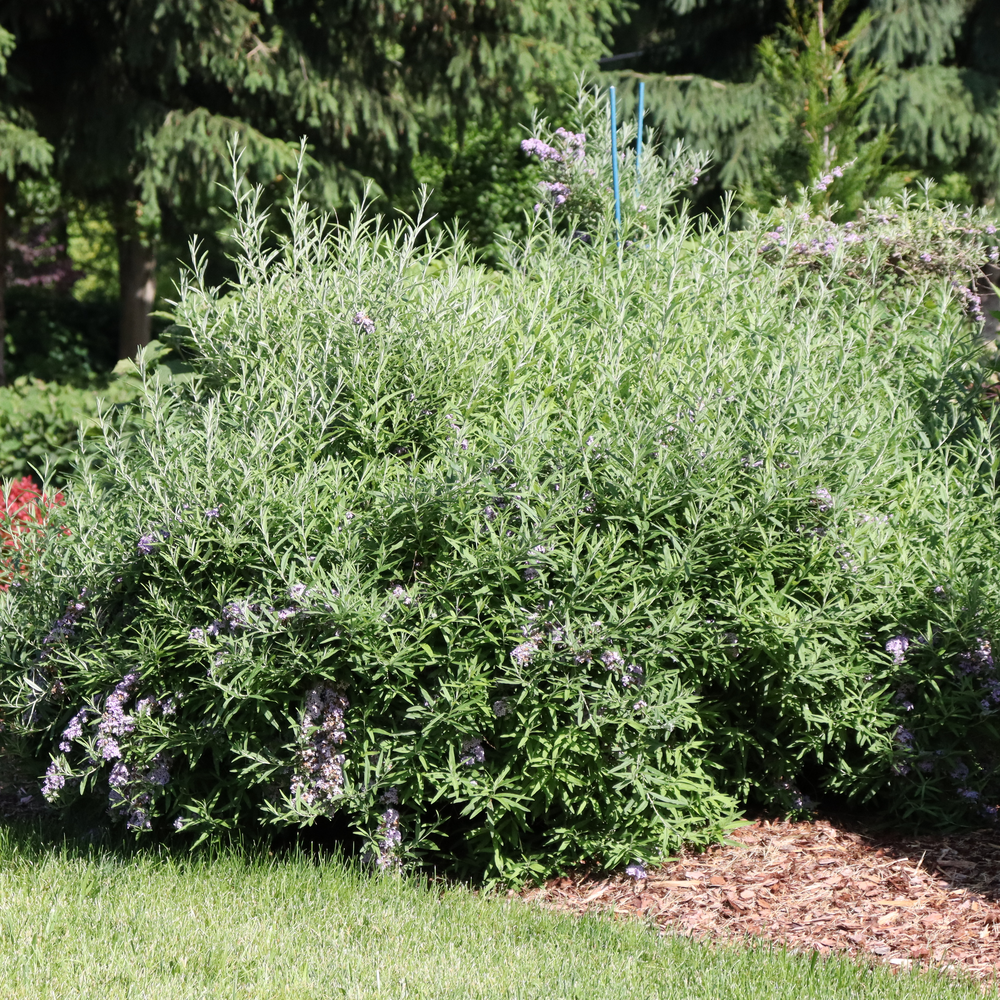 Fountain butterfly bush - MOP TOP