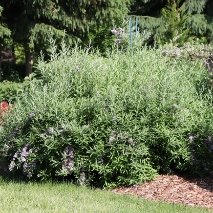 Fountain butterfly bush - MOP TOP