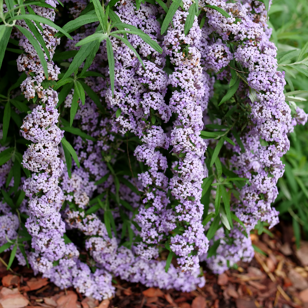 Fountain butterfly bush - MOP TOP