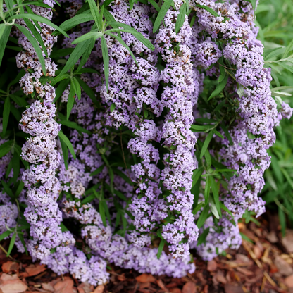 Fountain butterfly bush - MOP TOP