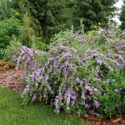 Fountain butterfly bush - MOP TOP