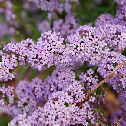 Fountain butterfly bush - MOP TOP