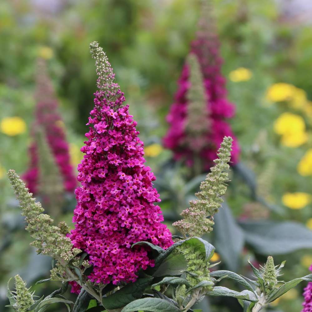 Butterfly Bush - PUGSTER PICO PUNCH