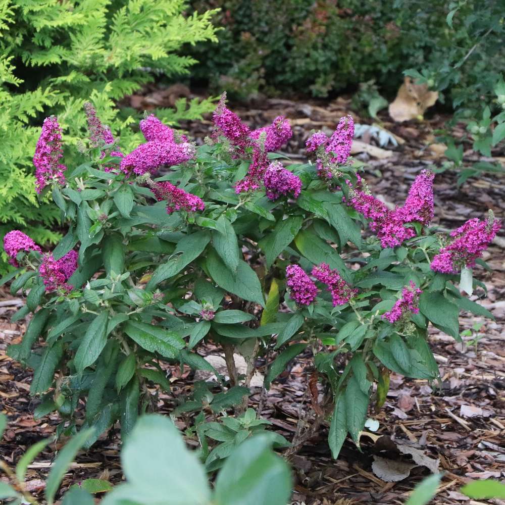 Butterfly Bush - PUGSTER PICO PUNCH