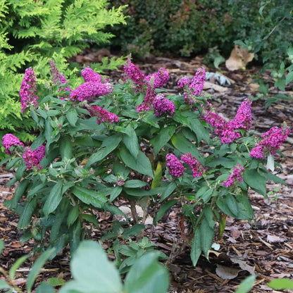 Butterfly Bush - PUGSTER PICO PUNCH