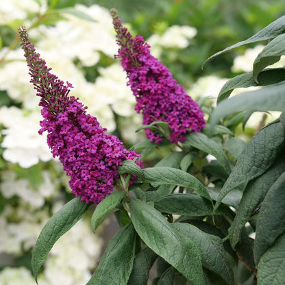 Butterfly Bush - PUGSTER PICO PUNCH