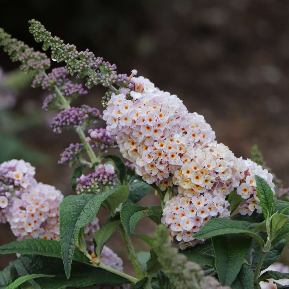 Butterfly Bush - PUGSTER SORBET
