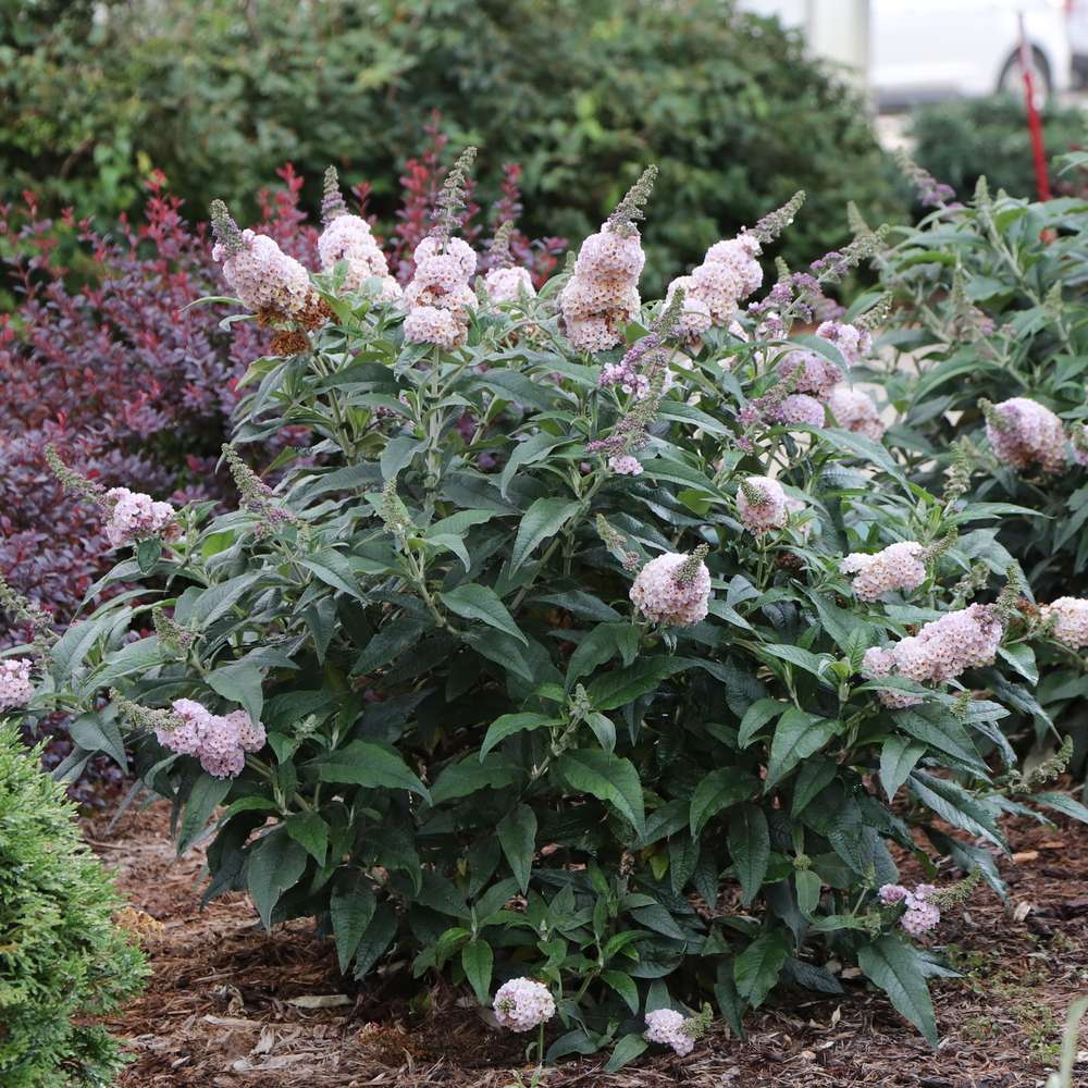 Butterfly Bush - PUGSTER SORBET