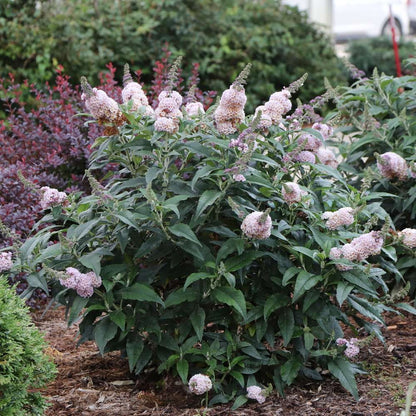 Butterfly Bush - PUGSTER SORBET