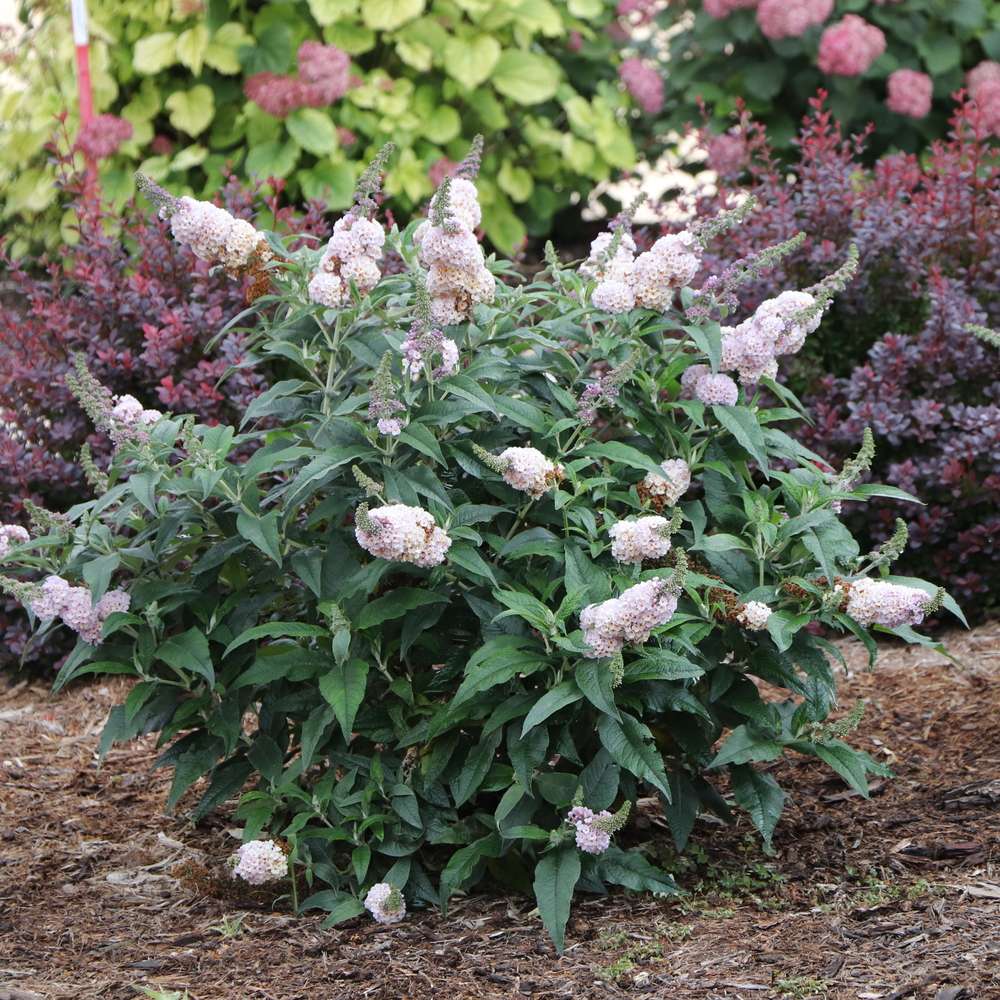 Butterfly Bush - PUGSTER SORBET