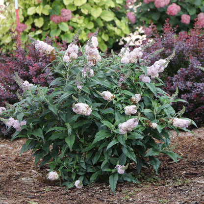 Butterfly Bush - PUGSTER SORBET