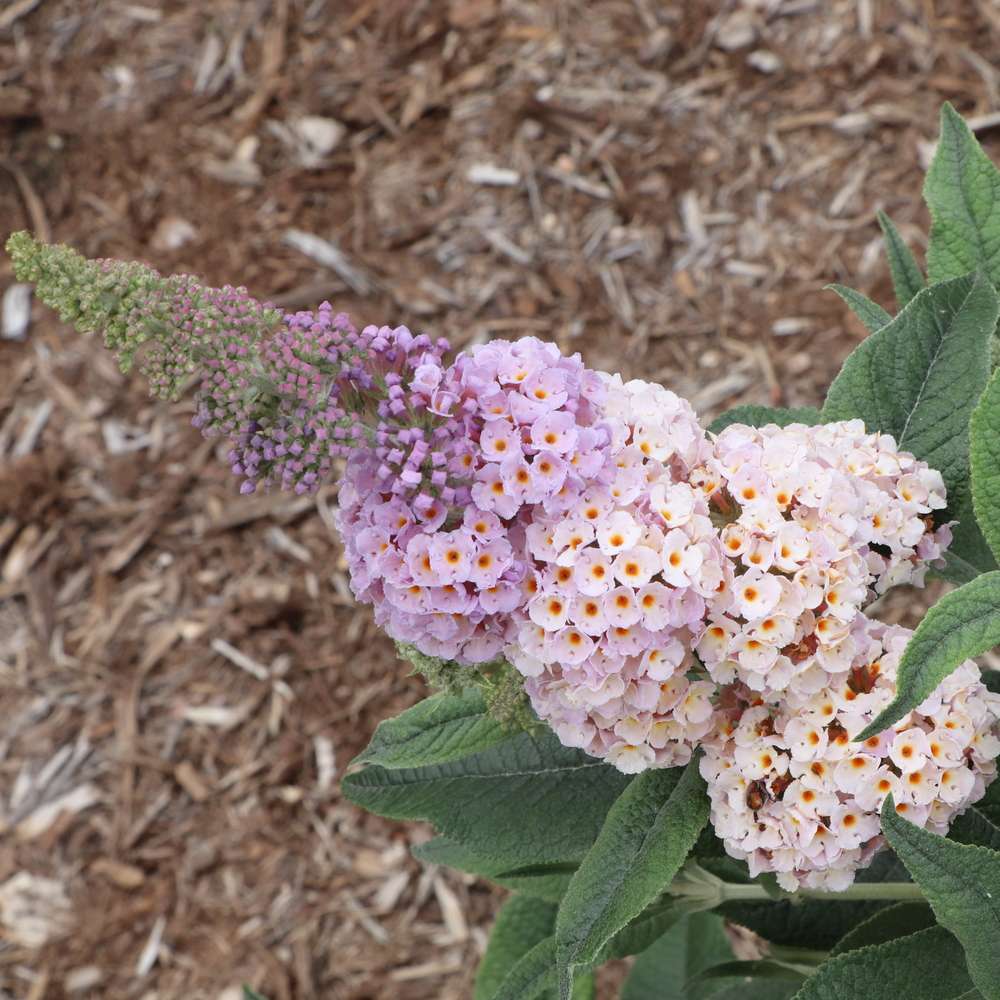 Butterfly Bush - PUGSTER SORBET