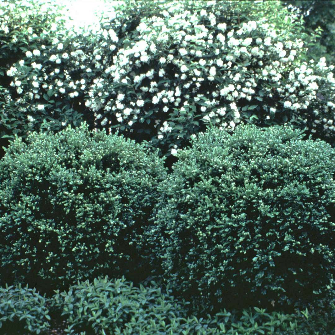 Boxwood - CHICAGOLAND GREEN