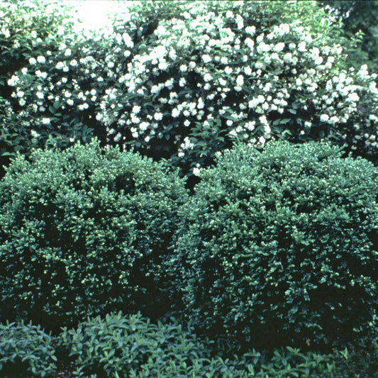 Boxwood - CHICAGOLAND GREEN