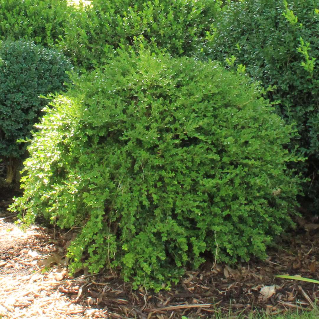 Boxwood - ‘Green Gem’
