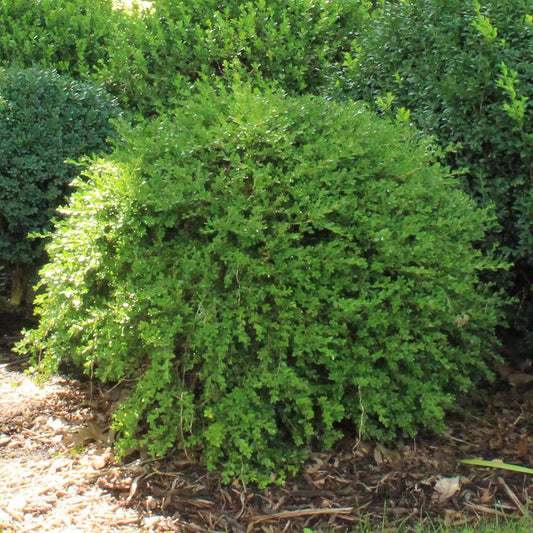 Boxwood - ‘Green Gem’