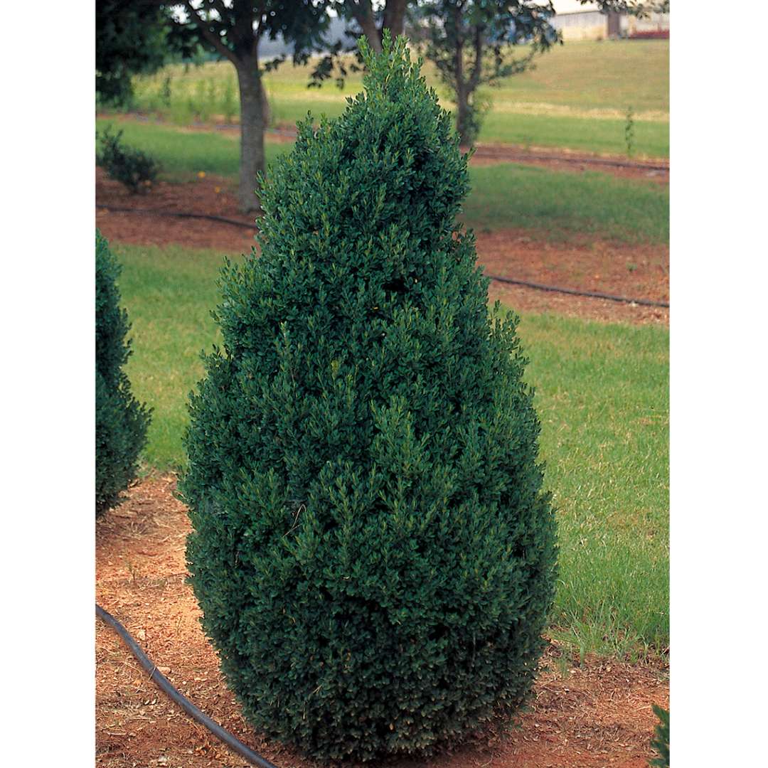 Boxwood - ‘Green Mountain’