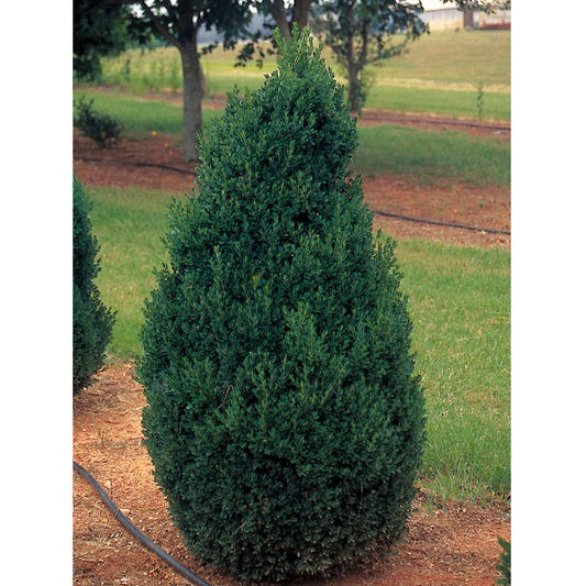 Boxwood - ‘Green Mountain’