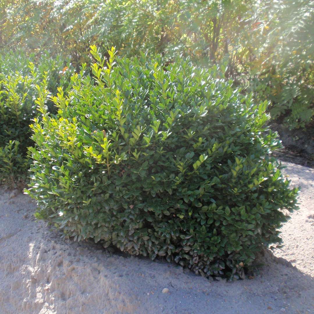 Boxwood - ‘Green Velvet’