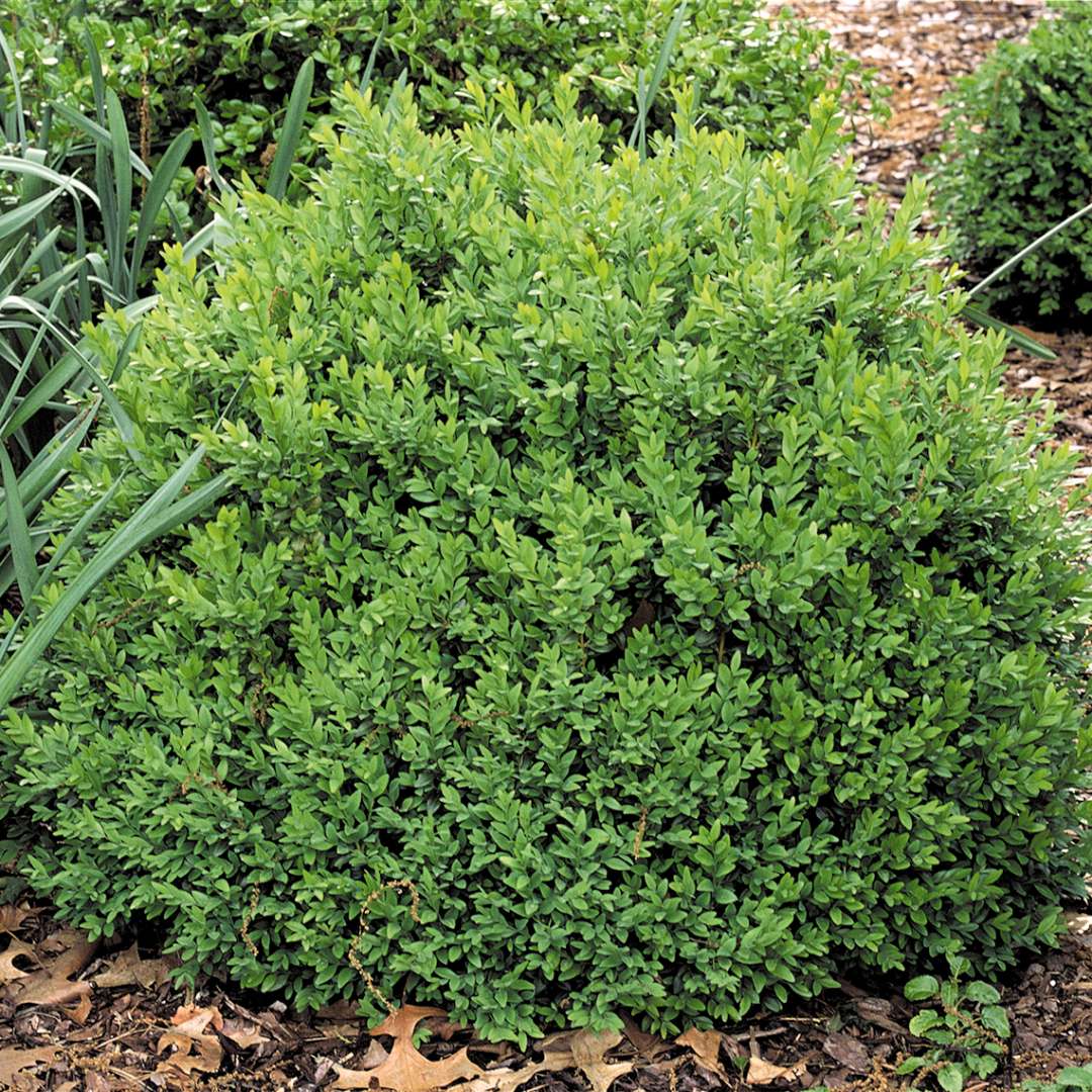 Boxwood - NORTH STAR