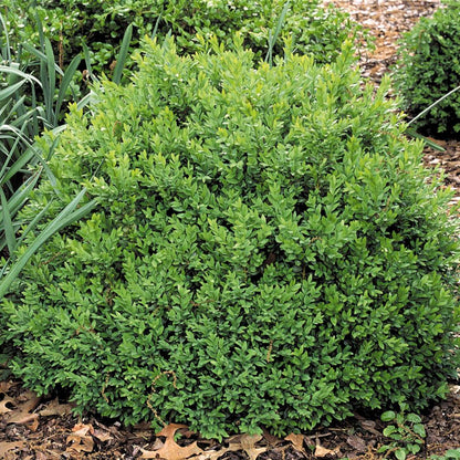 Boxwood - NORTH STAR