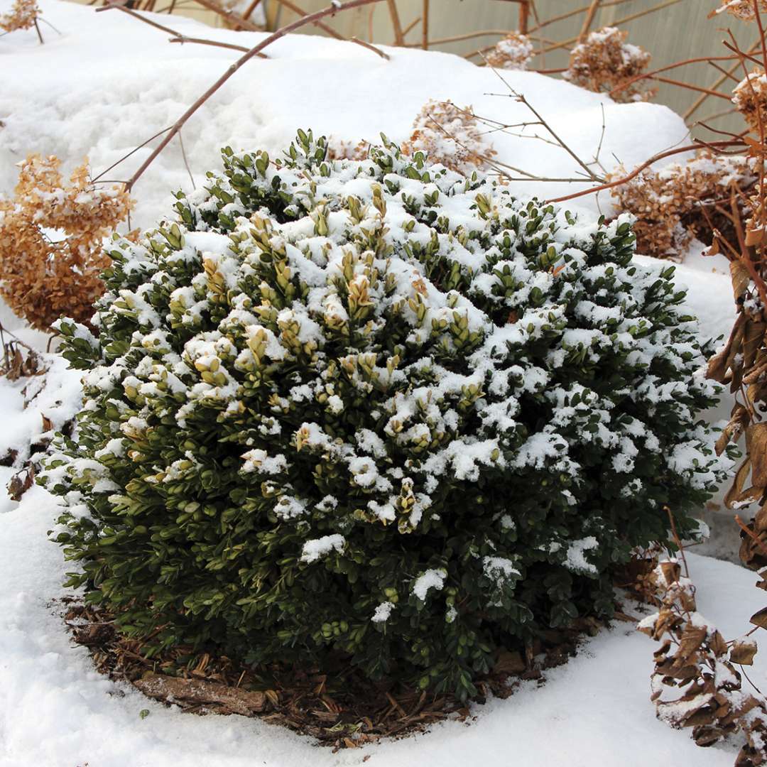 Boxwood - NORTH STAR