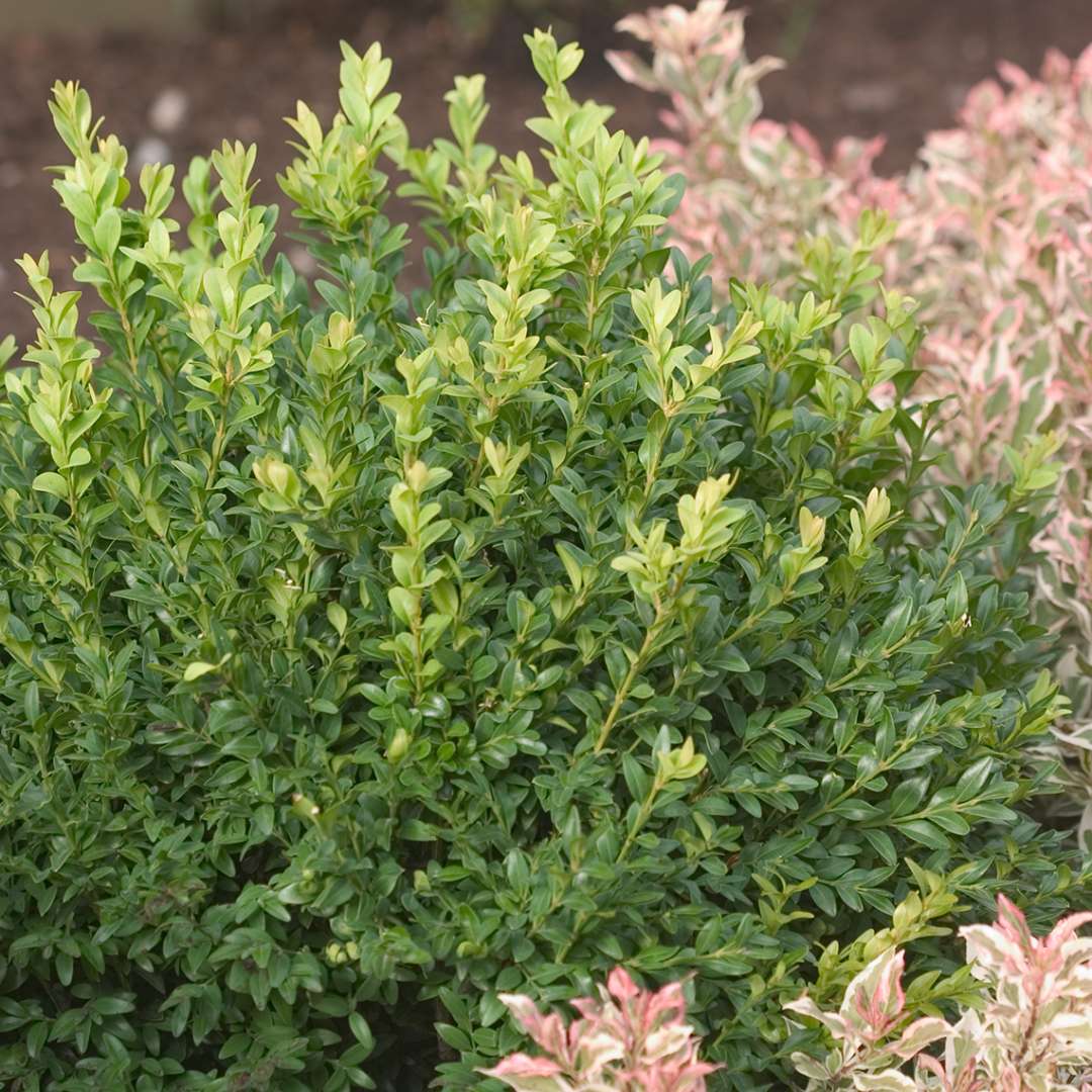 Boxwood - NORTH STAR