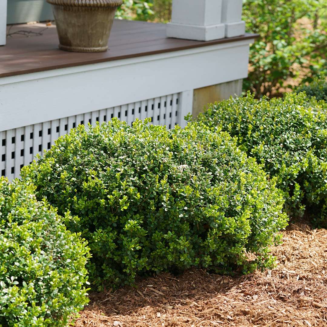 Boxwood - SPRINTER