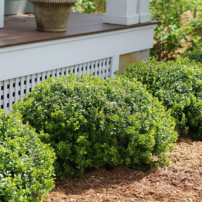 Boxwood - SPRINTER