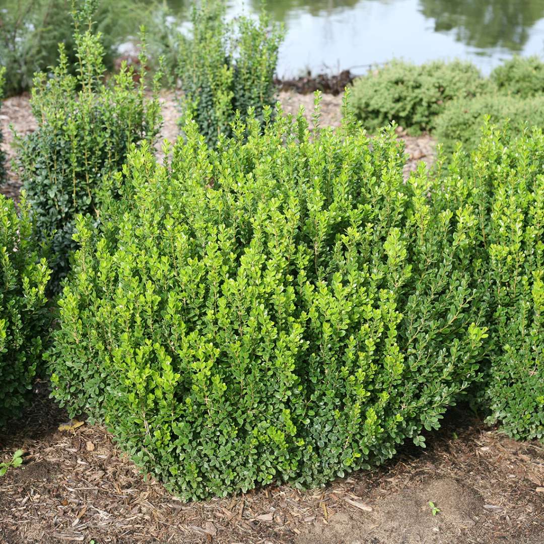 Boxwood - SPRINTER
